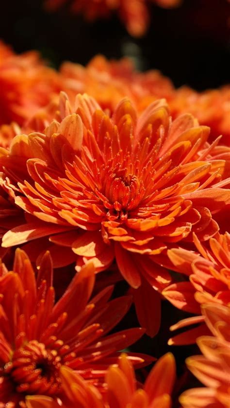 Orange Chrysanthemum Flowers Bloom Flower Hd Phone Wallpaper Pxfuel
