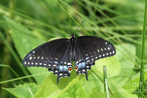 Black Swallowtail Butterfly Spreads Its Wings Photograph By Robert E