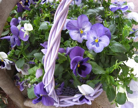 Pansies in a basket | Pansies flowers, Pansies, Beautiful flowers