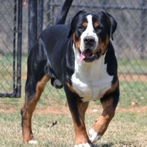 It requires frequent human companionship. Greater Swiss Mountain Dog Breeders And Dogs For Slae In ...