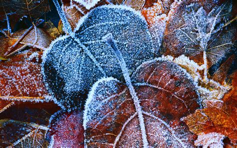 Frosty Autumn Leaves Wallpapers Hd Wallpapers Id 11737