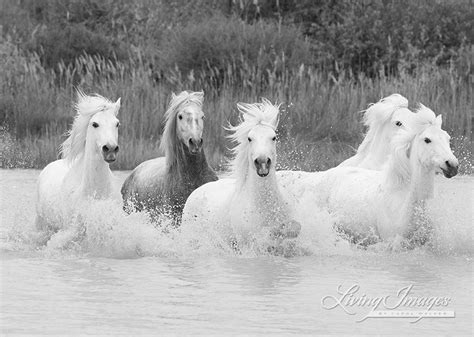 Not sure if you know this but when we first met i got so nervous i couldn't speak in that very moment i found the one and my life had found it's missing piece. 2016 Horse Photography: Beautiful White Horses of the ...