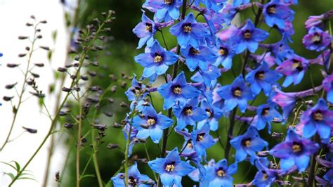4k Blue Flowers Wallpapers High Quality Download Free