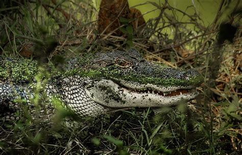 Alligator Predator Swamp Lake Animal Reptile Hd Wallpaper Peakpx