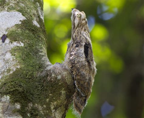 See what patoo (patoodesign) has discovered on pinterest, the world's biggest collection of ideas. Wildlife Guide - Potoo | Tambopata, Peru - Rainforest Expeditions