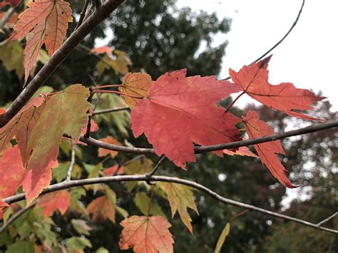 Fall Foliage Colors In Arkansas The Good Earth Garden Center