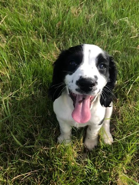 Urgent Appeal After Seven Puppies Stolen From Devon Farm Devon Live