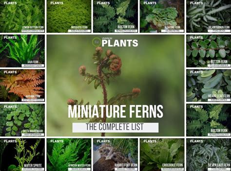 Complete List Of Miniature Fern For Vivariums And Care Guide Tips Types