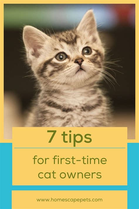 Cat Pregnancy Timeline Changes And What To Expect Guide Artofit