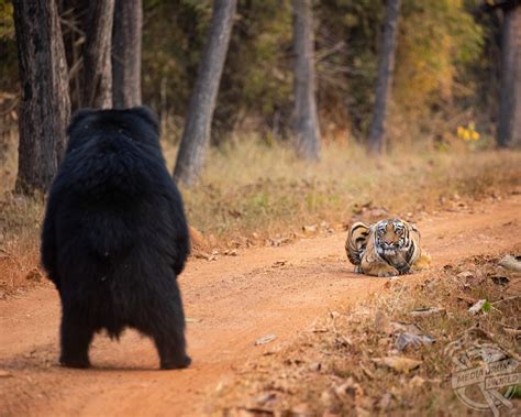 Tiger Sloth Bear Stand-Off | Media Drum World