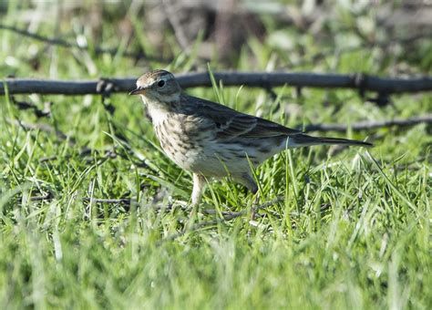 American Pipit Anthus Rubescens Explore A Photo On Flickriver