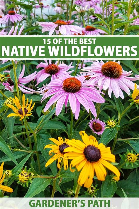 15 Of The Best Native Wildflowers For The Us And Canada