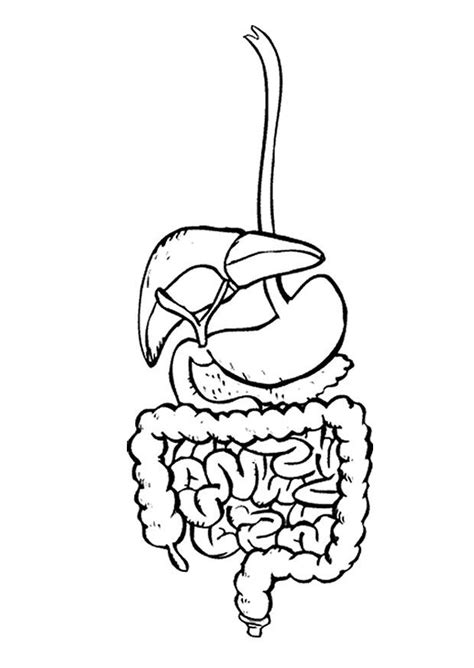 Desenho Para Colorir Sistema Digestivo Digestório Imagens Grátis