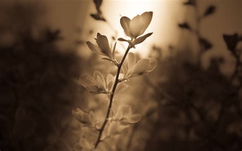 Flowers Sepia Wallpapers Hd Desktop And Mobile Backgrounds