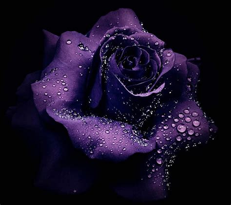 Purple Rose Hd Wallpaper Peakpx