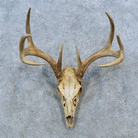 Whitetail Deer Skull European Mount For Sale 15362 The