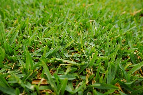 Does Buffalo Grass Make A Good Lawn Homeowner Do It Yourself Lawn