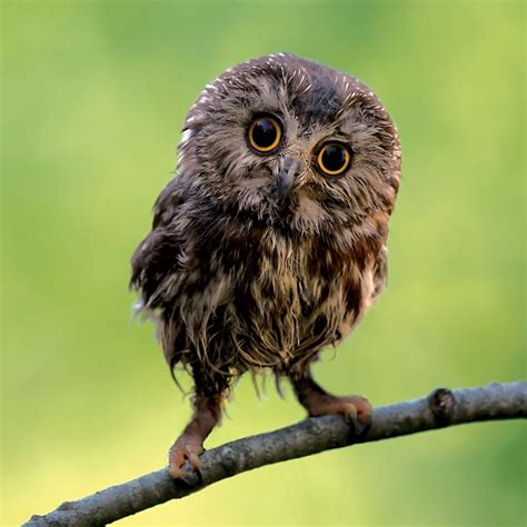 Ranking The 8 Most Adorable Species Of Owl