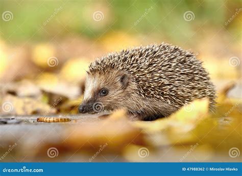 Hedgehog In Leaves Stock Photo Image Of Nature Autumn 47988362