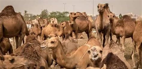 Arabian Desert Camel कैमल सफारी टूर ऊंट की सफारी यात्रा In Rose