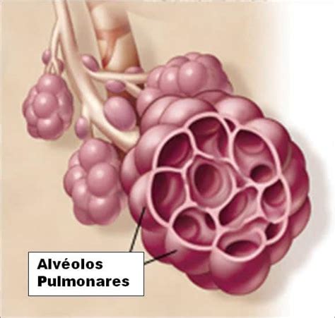 Alvéolos Pulmonares Definición Funciones Histología Y Hematosis