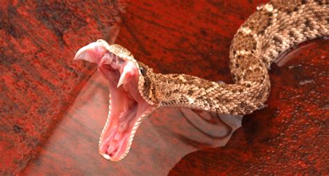 Rattlesnakes Have Reduced Their Repertoire Of Venoms
