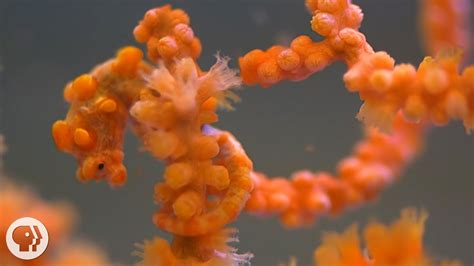 Pygmy Seahorses Masters Of Camouflage Deep Look Youtube