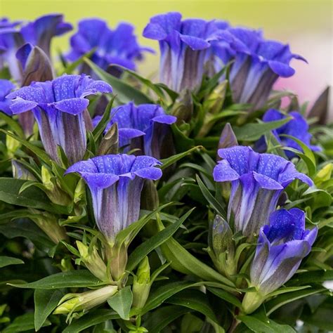 Gentian Little Diamond Diana Gentiana Pyramidalis Plant Garden Plants