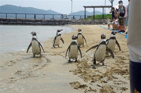 Nagasaki Penguin Aquarium See And Do Discover Nagasakithe Official