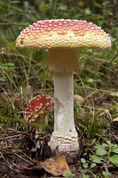 Free Photos Red Agaric Mushroom Growing In The Grass Sanyuhwa