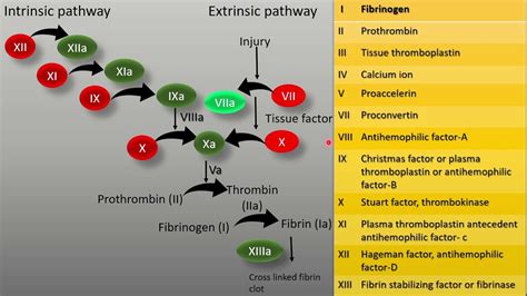 Blood Clotting And Clotting Factors Youtube