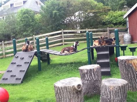 20 Creative Diy Dog Playground In The Backyard Homemydesign