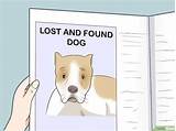 Photos of How To Find Lost Dog With Chip