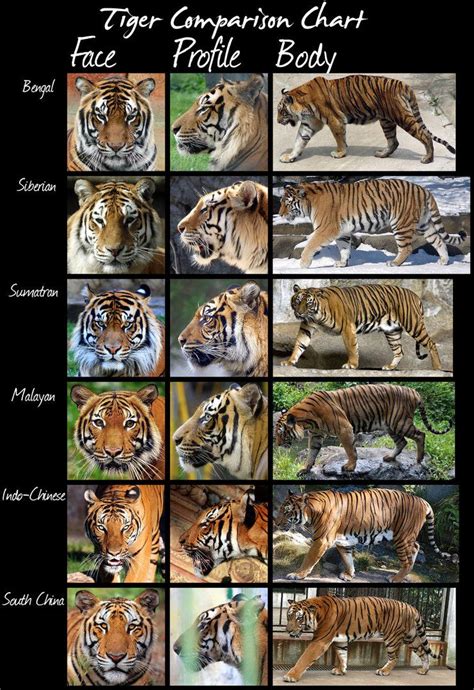 Quick Comparison Of Tiger Subspecies Tiger Species Cat Species Big Cats