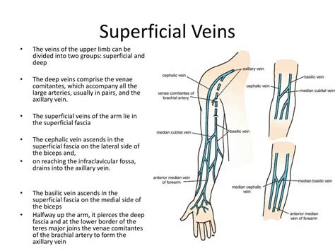 Superficial Veins Of Upper Limb Anatomy Illustrations