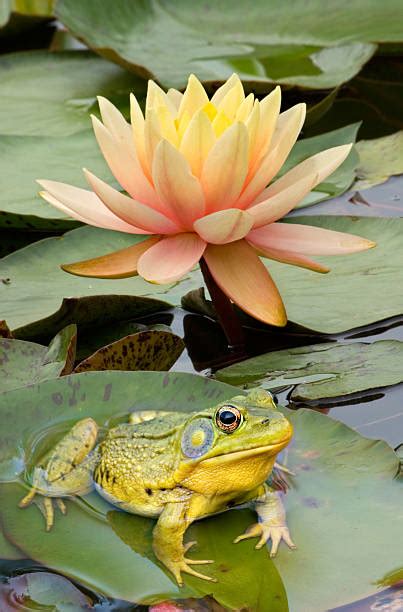 Frog On A Lily Pad Stock Photos Pictures And Royalty Free Images Istock