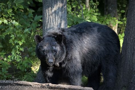 American Black Bears In Minnesota North Woods Photos