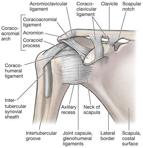 Shoulder Ligament Anatomy Diagram Shoulder Joint Ligaments Note