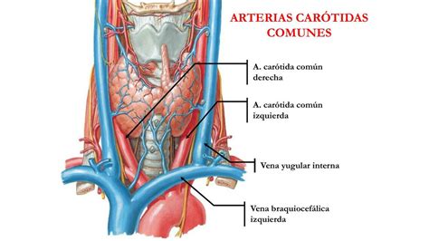 Mesa Final Descanso Espesar Anatomia Arteria Carotida Interna Artes