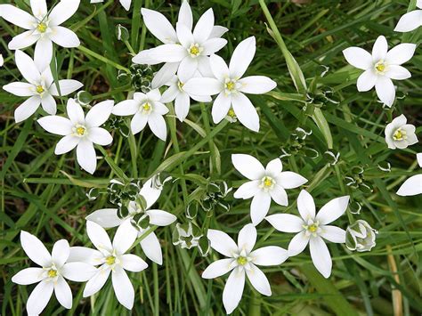 Maybe you would like to learn more about one of these? Star of Bethlehem | Bach Flower Learning Programme ...