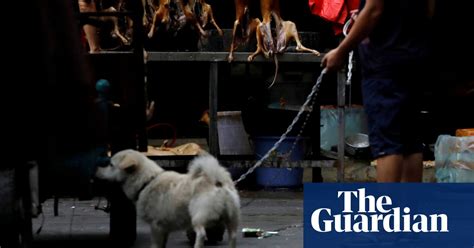 China Signals End To Dog Meat Consumption By Humans Environment The