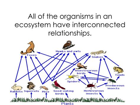 Ppt Lesson 47 Relationship Between Plants And Animals Powerpoint