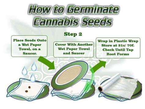 How To Germinate Cannabis Seeds Percys Grow Room