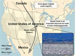 Snow Geese Stopover At Wildlife Refuge En Route To