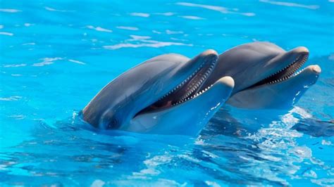 Delfinii Din Marea Neagră Mor Războiul Din Ucraina Ar Putea Fi Cauza