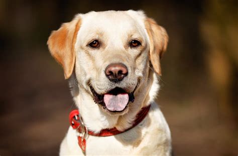 Cara Del Perro Del Labrador Retriever Imagen De Archivo Imagen De