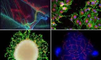 Stunning Images Of Cells Under The Microscope Set To Light Up Times