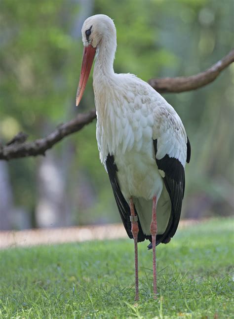 Pictures And Information On White Stork