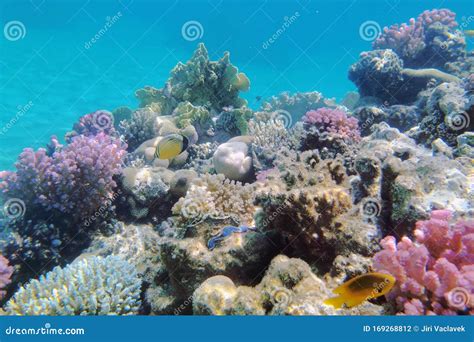 Coral Reef In Red Sea Stock Photo Image Of Water Wildlife 169268812