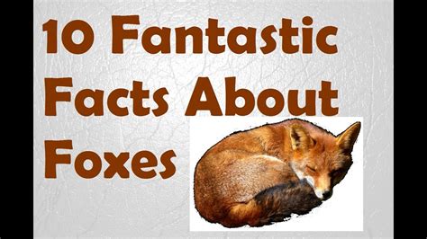 10 Fantastic Facts About Foxes Youtube
